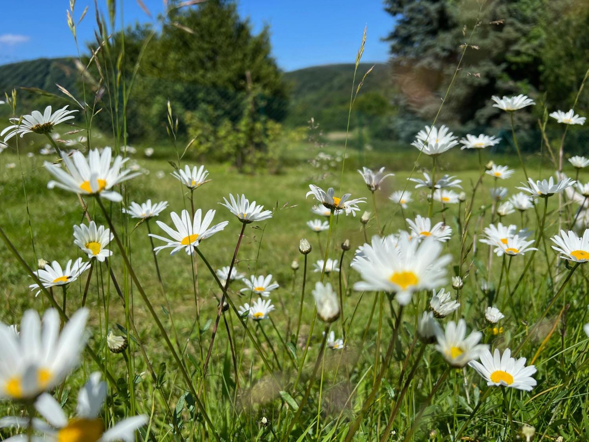 Ferienhaus Eifelone Heimbach Esterno foto